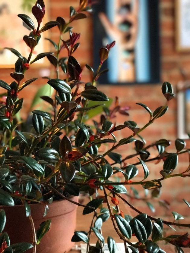 Plantas que não precisam de sol para decorar o seu apartamento.