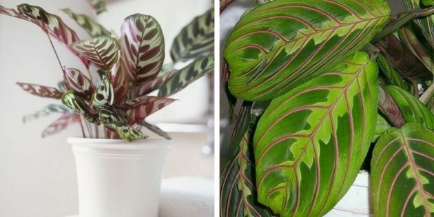 Maranta E Calathea As Plantas Que Transformam Os Ambientes