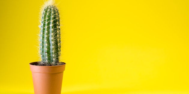 Os cactus são plantas resistentes e que precisam de poucos cuidados.
