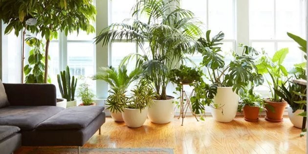 Espada-de-São-Jorge, Pata de Elefante e Costela de Adão são plantas perfeitas para o seu apartamento.