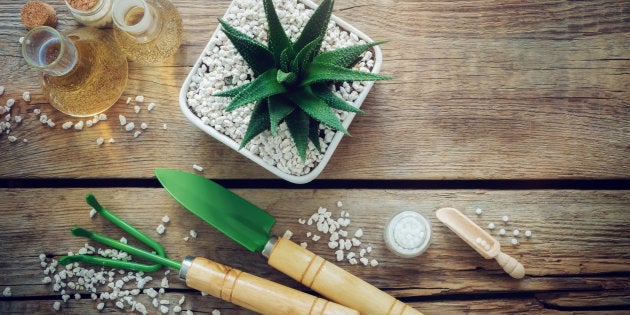 As plantas requerem série de cuidados para ficarem bem saudáveis.