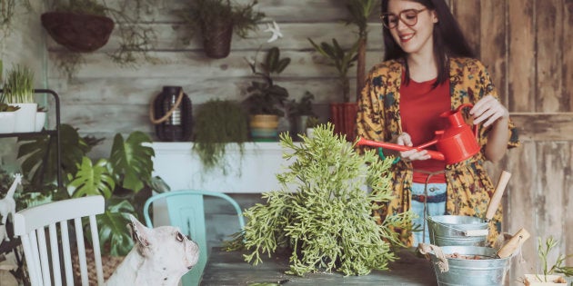 É comum que animais, principalmente filhotes, queiram comer ou brincar com plantas e gramas.