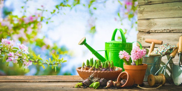Aplicativos ajudam a reconhecer espécies de plantas.