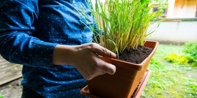 Plantas medicinais para ter em casa.