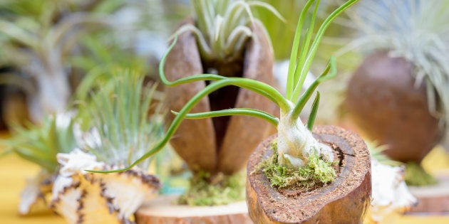 O gênero Tillandsia é composto por mais de 650 espécies.
