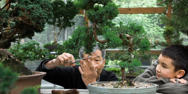 O objetivo do bonsai é criar uma representação realista da natureza na forma de uma árvore em miniatura.