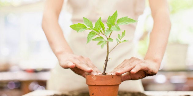 Veja os cuidados necessários na hora de trocar a sua planta de vaso.
