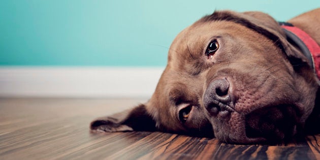 “Os animais de estimação podem sentir luto quando morre um humano ou um animal companheiro”, diz Kate Mornement, consultora especialista em comportamento animal.