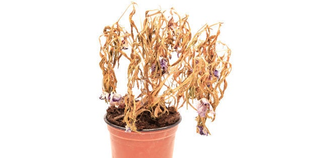 A clorose é um sinal de que a planta está doente.