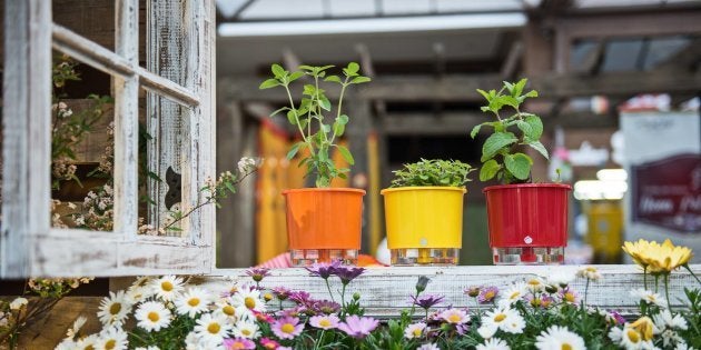 Os vasos autoirrigáveis vão te ajudar a deixar as plantas mais saudáveis.