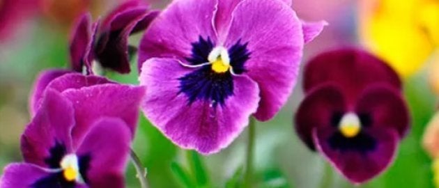 Sementes de orquídeas, violetas ou amor-perfeito são ótimas para cultivar junto com quem você quer fazer as pazes.