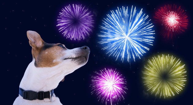 Cachorros sofrem muito com o barulho dos fogos de artifício.