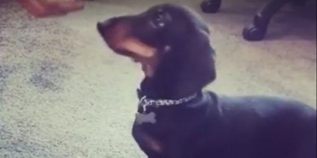 Você vai ficar hipnotizado por esse salsichinha tocando a