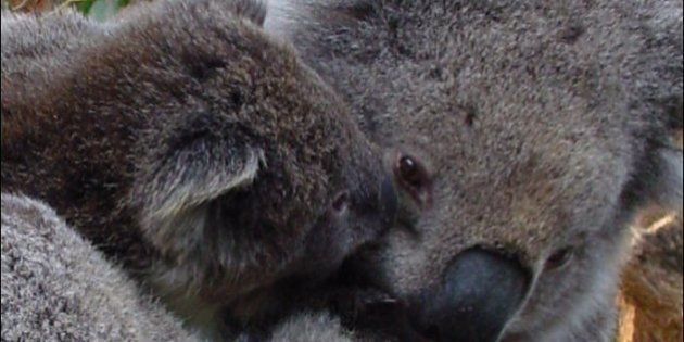 Mother and young koala, Australia