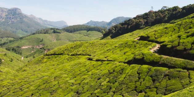 Tea plantation, Munnar, Idukki, Kerala, India. (Photo by: Exotica.im/UIG via Getty Images)