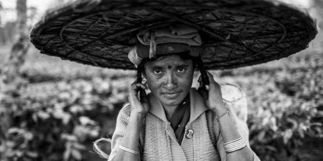 [UNVERIFIED CONTENT] portrait of the woman Tea picker with the big hat near Dibrugarh, Assam, India