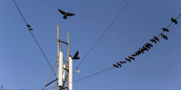 Birds sit on cables connected to a mobile phone telecommunications tower in Mumbai, India, on Wednesday, Jan. 29, 2014. India got bids totaling 446.1 billion rupees ($7.12 billion) on the first day of a wireless spectrum auction on Feb. 3, the third effort by the government to raise revenue from the sale of airwaves in the last 15 months. Photographer: Dhiraj Singh/Bloomberg via Getty Images