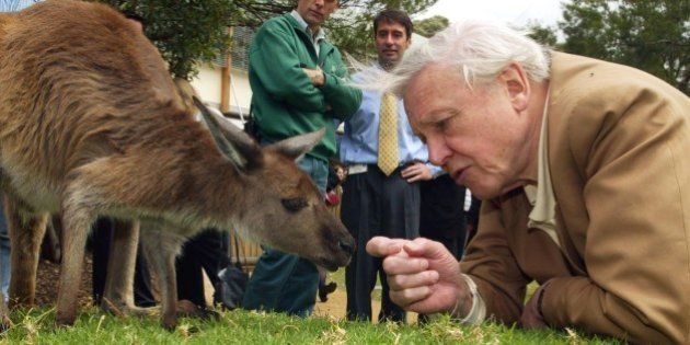Leading natural history authority and BBC broadcaster Sir David Attenborough, watched by zoo staff, reaches for a kangaroo during his visit to Taronga Zoo in Sydney, Australia, Tuesday, Oct. 14, 2003. Attenborough is in Australia to promote his natural history series The Life of Mammals. (AP Photo/Dan Peled)