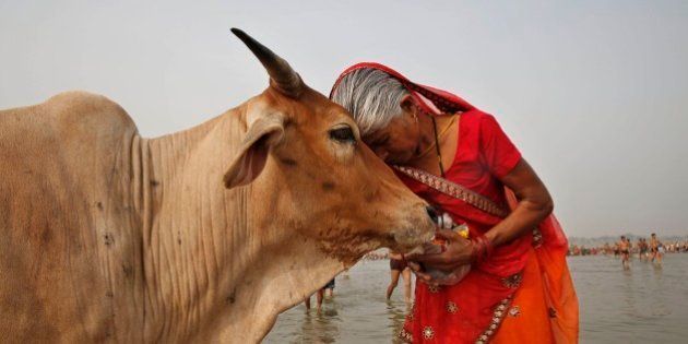 A woman worships a cow as Indian Hindus offer prayers to the River Ganges, holy to them during the Ganga Dussehra festival in Allahabad, India, Sunday, June 8, 2014. Allahabad on the confluence of rivers the Ganges and the Yamuna is one of Hinduismâs holiest centers. (AP Photo/Rajesh Kumar Singh)
