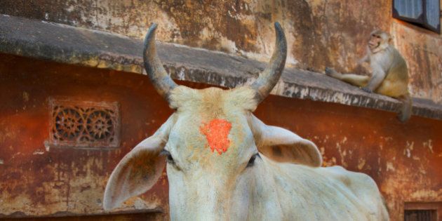 Holy cow wandering near Jaipur monkey temple.