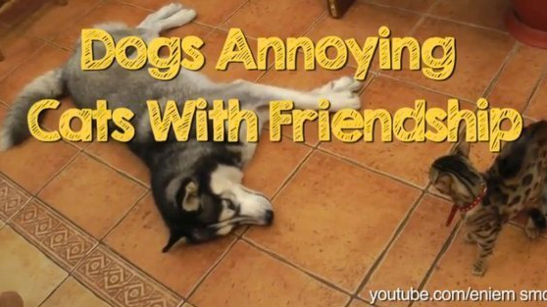 Video Dogs Annoying Cats With Friendship HuffPost Null