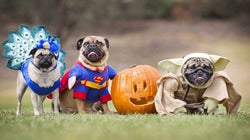 'My Dog Comes With Papers'--The Truth Behind Pure Breed