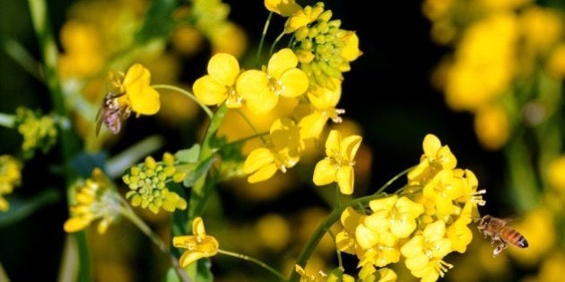 A honey beens sucks nectar out of a flower in a mustard field in full bloom on the outskirts of Srinagar...