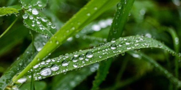 There was this ultra fine rain drops floating in the air. So the waterdrops could stay where they landed. This creates these beautiful drops on the plants.I got a few very clean results, almost as if they were shot in a studio with perfect plants. I like it!