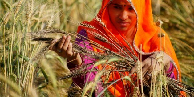 An Indian farmer woman looks at wheat crop that was damaged in unseasonal rainfall and hailstorm at village Govingpura, outskirts of Jaipur, Rajasthan state, India, Tuesday, March 17, 2015. The recent rainfall over large parts of northwest and central India has massively damaged standing crops. (AP Photo/Deepak Sharma)