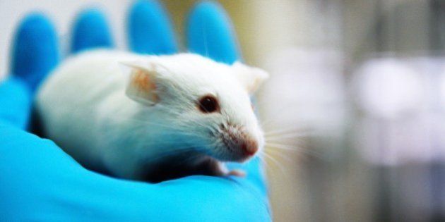 Animal Testing: Inhumane AND Inaccurate | HuffPost News