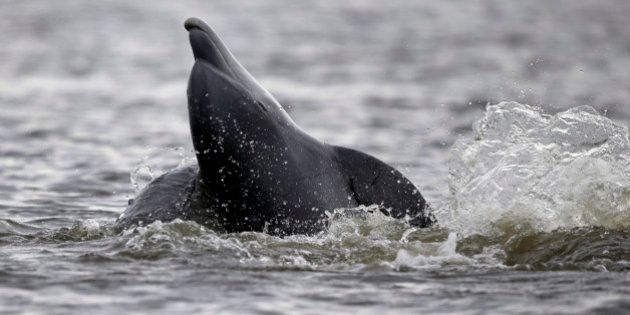 A dolphin breaches in Cat Bay, in Plaquemines Parish, La., Sunday, April 19, 2015. (AP Photo/Gerald Herbert)