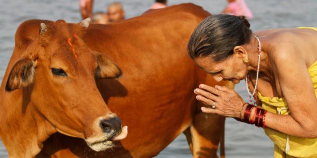 A Hindu devotee worships a cow after bathing at Sangam, the confluence of the Rivers Ganges, Yamuna the mythical Saraswati, in Allahabad, India, Monday, June 21, 2010. Hindus across the country are celebrating Ganga Dussehra, devoted to the worship of the River Ganges. (AP Photo/Rajesh Kumar Singh)