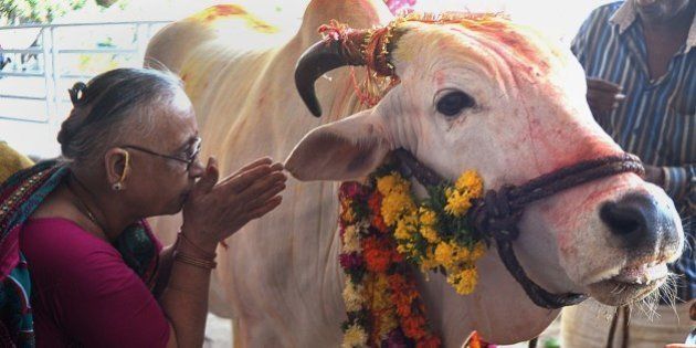 An Indian Hindu devotee offers prayers to a sacred cow on the eve of Gopastami in Hyderabad October 31, 2014. The Gopastami festival, which commemorates Hindu Lord Krishna becoming a cowherder, brings devotees preparing food and offering religious rituals to cows. AFP PHOTO / Noah SEELAM (Photo credit should read NOAH SEELAM/AFP/Getty Images)