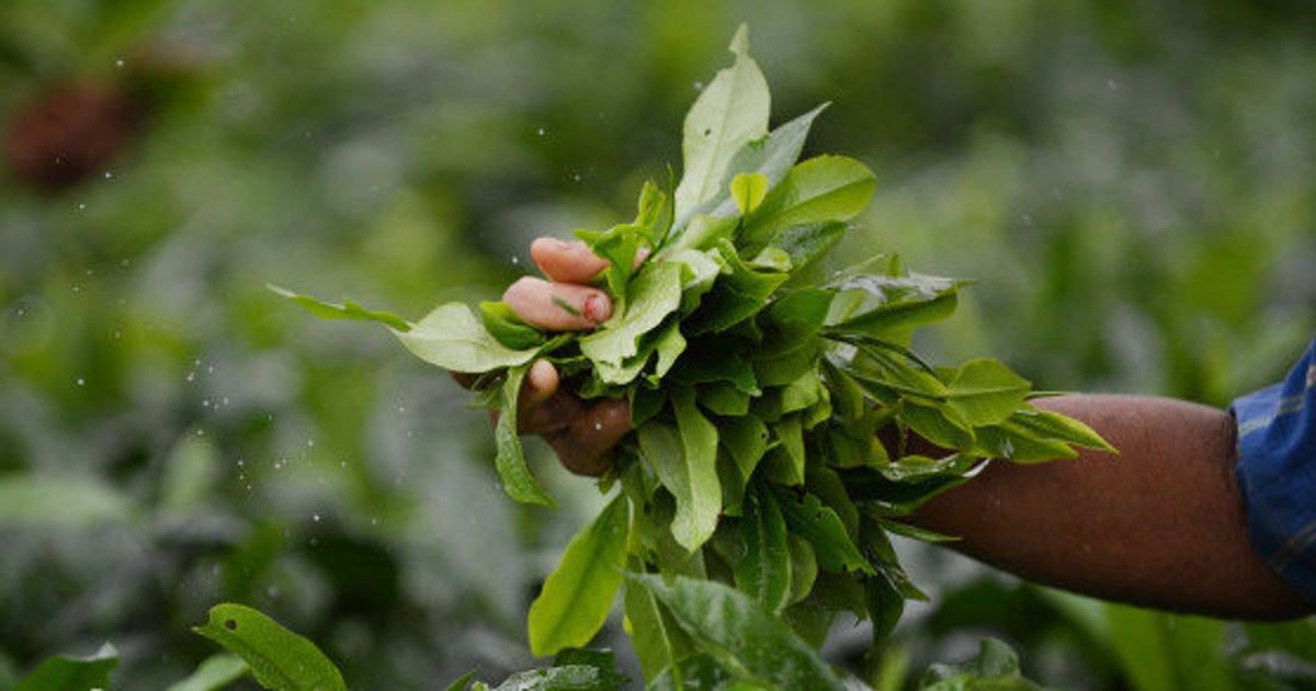 Climate Change Is Slowly Killing Assam's Tea Gardens | HuffPost News