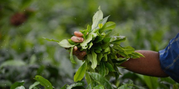 In this photograph taken on June 6, 2013, An Indian woman plucks leaves from tea shrubs at a tea garden near Binnaguri in the north eastern Indian state of Assam. Tea is indigenous to India which is the second largest producer in the world behind China. AFP PHOTO/Roberto SCHMIDT (Photo credit should read ROBERTO SCHMIDT/AFP/Getty Images)