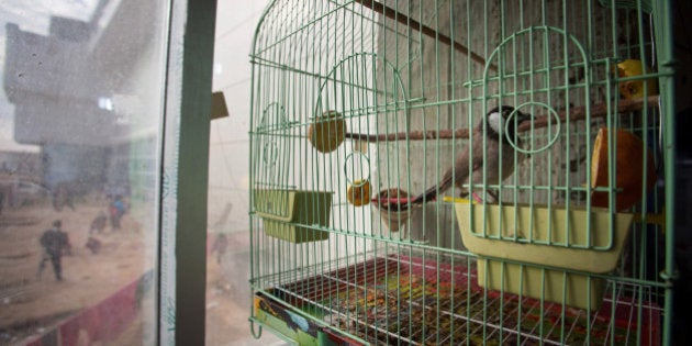 ERBIL, IRAQ - DECEMBER 08: A bird belonging to An Iraqi Christian, who fled from his home because of Islamic State's advance earlier this year, looks from its cage in the entrance hall of the unfinished Ankawa Shopping Mall which is now home to hundreds of displaced people on December 8, 2014 in Erbil, Iraq. Although the autonomous Kurdistan region in northern Iraq was already a refuge for an estimated 250,000 Syrian refugees, since the Islamic State began its onslaught on Iraq in June, Kurdistan has also taken in a more than one and a half million displaced people. Many have been placed in purpose-built refugee camps but the huge numbers mean thousands of others are forced to live in un-finished buildings or inadequate, makeshift shelters and as winter in the region closes in, there are growing concerns for the welfare of the refugees who, while their homes are still in ISIL controlled territory, have no realistic prospect of returning to them. (Photo by Matt Cardy/Getty Images)