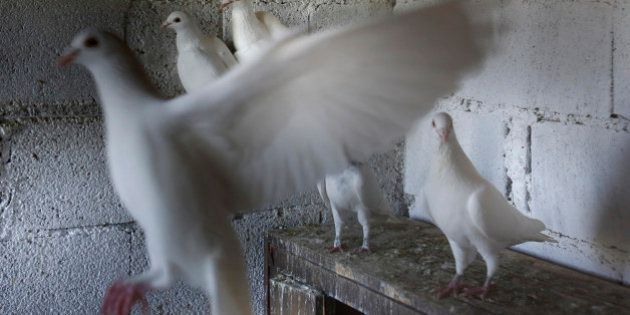 In this photo taken on Tuesday, May 12, 2015, white pigeons belonging to Marin Cvitkovic fly inside a coop in the village of Ilici near Mostar, Bosnia and Herzegovina. Marin Cvitkovic, pigeon trainer and devoted Catholic, has been awarded an ultimate honor - his white messenger pigeons have been selected to be released by Pope Francis at his visit to Sarajevo beginning of June. (AP Photo/Amel Emric)