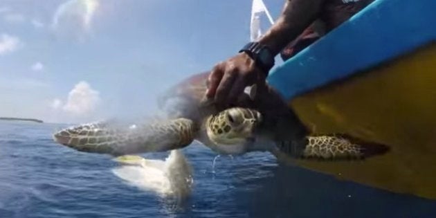 Watch The Plight Of This Adorable Turtle Will Make You Think Twice About Throwing Junk In The Sea Huffpost Null