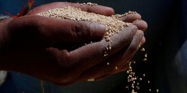 In this Nov. 7, 2014 photo, a man holds Peruvian quinoa, part of 23 metric tons to be burned in Guaqui, Bolivia. International demand for quinoa continues to boom, and thatâs fueling an increasingly bitter commercial feud between Bolivia and Peru, the two main producers of the Andean âsuperfood.â As Peru boosts production of cheaper factory-farmed quinoa, the grain is increasingly being smuggled into landlocked Bolivia to be mixed with, and sometimes sold as, organic quinoa _ Boliviaâs specialty, growers and government officials say. (AP Photo/Juan Karita)