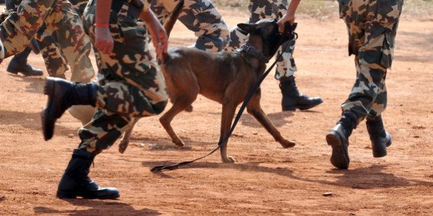 A Belgian Shepherd Dog (Malinois) runs with its handler amongst Central Police Reserve Force (CRPF) commandos during a display of the dog's agility part of the inauguration of CRPF's Dog breeding and training school on the outskirts of Bangalore on December 5, 2011. These highly trained combat ready dogs are capable of taking remote orders from its handler over wired communication set, and carry out an attack, bite and disarm a terrorist besides sniffing narcotics and explosives. AFP PHOTO/Manjunath KIRAN (Photo credit should read Manjunath Kiran/AFP/Getty Images)