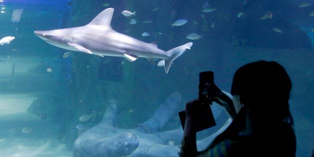 In this April 27, 2015 photo, a visitor takes a photo of the shark tank at the new Sea Life Aquarium in Orlando, Fla. The aquarium has touch pools, a wall of trippy floating jellyfish and plenty of sharks to spy. A dark, submarine-inspired thrill ride in California and swank new offerings at Downtown Disney all top the summerâs must-do list for theme park and amusement fans. (AP Photo/John Raoux)