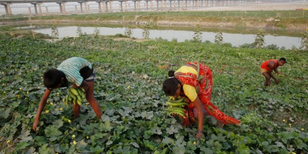 Indian farmers harvest vegetables at a field on the outskirts of Allahabad, in the northern Indian state of Uttar Pradesh, Saturday, May 9, 2015. Agriculture is the main livelihood for more than 60 percent of the 1.2 billion people. (AP Photo/ Rajesh Kumar Singh)