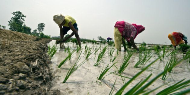 Indian farmers sow a paddy in a field in Goralhpur, Uttar Pradesh on June 27, 2012. Monsoon rains are a key factor for global commodities markets, strengthening the output of various crops in India, which could help bring relief to Asia's third-largest economy in its battle with high food prices. AFP PHOTO / Prakash SINGH (Photo credit should read PRAKASH SINGH/AFP/Getty Images)