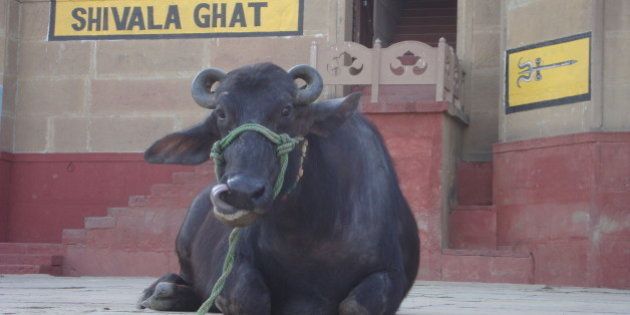 Cows and Buffalo climb the ghat steps to enjoy the views...