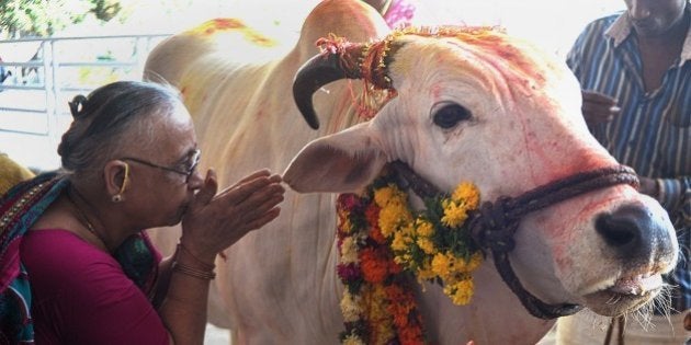 An Indian Hindu devotee offers prayers to a sacred cow on the eve of Gopastami in Hyderabad October 31, 2014. The Gopastami festival, which commemorates Hindu Lord Krishna becoming a cowherder, brings devotees preparing food and offering religious rituals to cows. AFP PHOTO / Noah SEELAM (Photo credit should read NOAH SEELAM/AFP/Getty Images)