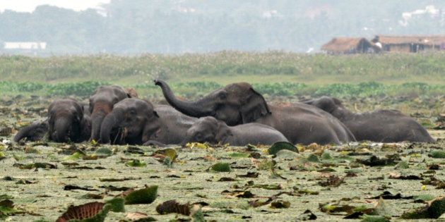 A herd of wild elephants from the nearby Rani forest reserve are seen in wetlands at Mikir village in the outskirts of Guwahati on May 19, 2012. At least 25 wild elephants were sighted foraging for food in the wetlands late May 18. AFP PHOTO/STR (Photo credit should read STRDEK/AFP/GettyImages)