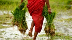 4 Signs That Indian Agriculture Is Headed In The Right