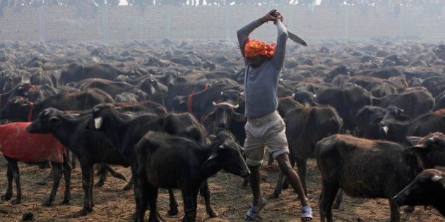 A butcher prepares to slaughter a buffalo with his knife during a mass sacrifice ceremony at Gadhimai temple in Bariyapur, about 70 kilometers (43 miles) south of Katmandu, Nepal, Tuesday, Nov. 24, 2009. Hundreds of thousands of Hindus gathered at a temple in southern Nepal on Tuesday for a ceremony involving the slaughter of more than 200,000 animals, a festival that has drawn the ire of animal-welfare protesters. (AP Photo/Gemunu Amarasinghe)