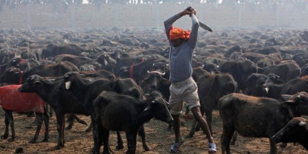 A butcher prepares to slaughter a buffalo with his knife during a mass sacrifice ceremony at Gadhimai temple in Bariyapur, about 70 kilometers (43 miles) south of Katmandu, Nepal, Tuesday, Nov. 24, 2009. Hundreds of thousands of Hindus gathered at a temple in southern Nepal on Tuesday for a ceremony involving the slaughter of more than 200,000 animals, a festival that has drawn the ire of animal-welfare protesters. (AP Photo/Gemunu Amarasinghe)