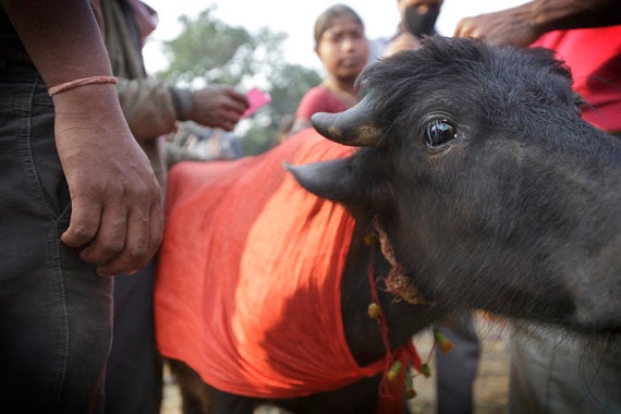 How We Stopped The Massacre Of Animals At Gadhimai | HuffPost News